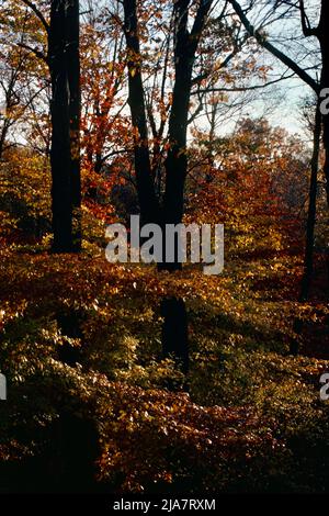 Herbstfarben in Mt. Kisco im Westchester County, NY, 1980 Stockfoto