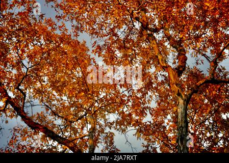 Herbstfarben in Mt. Kisco im Westchester County, NY, 1980 Stockfoto