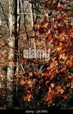 Herbstfarben in Mt. Kisco im Westchester County, NY, 1980 Stockfoto