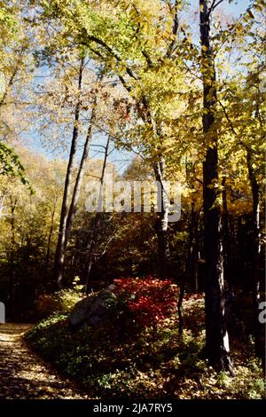 Herbstfarben in Mt. Kisco im Westchester County, NY, 1980 Stockfoto