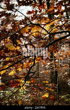 Herbstfarben in Mt. Kisco im Westchester County, NY, 1980 Stockfoto