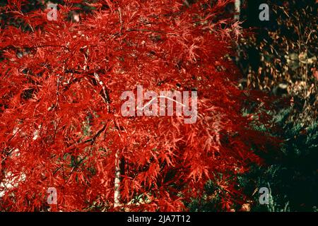 Herbstfarben in Mt. Kisco im Westchester County, NY, 1980 Stockfoto