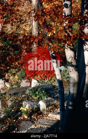 Herbstfarben in Mt. Kisco im Westchester County, NY, 1980 Stockfoto