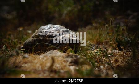 Kleine Schildkröte im Wald Stockfoto