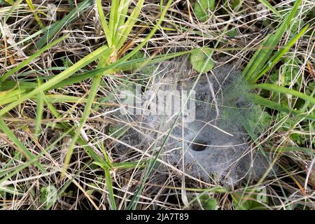 Morgentau auf einem bodenebenem Spinnennetz, aufgenommen in George auf der Garden Route des Westkap Südafrika Stockfoto