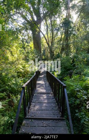 Bekannt als Woodville Big Tree, steht dieser über 800 Jahre alte grimmiger Gelbholzbaum in der Wildnis-Protion des Knysna Forest auf der Garden Route, W Stockfoto