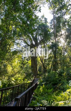 Bekannt als Woodville Big Tree, steht dieser über 800 Jahre alte grimmiger Gelbholzbaum in der Wildnis-Protion des Knysna Forest auf der Garden Route, W Stockfoto