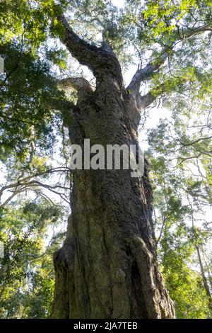 Bekannt als Woodville Big Tree, steht dieser über 800 Jahre alte grimmiger Gelbholzbaum in der Wildnis-Protion des Knysna Forest auf der Garden Route, W Stockfoto