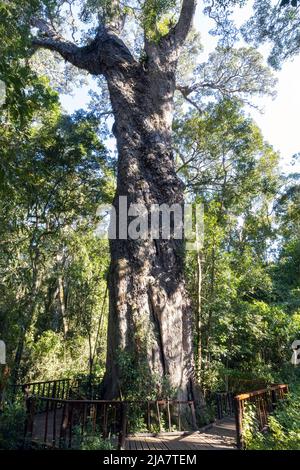 Bekannt als Woodville Big Tree, steht dieser über 800 Jahre alte grimmiger Gelbholzbaum in der Wildnis-Protion des Knysna Forest auf der Garden Route, W Stockfoto