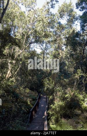 Schöner Knysna Wald an der Garden Route von Südafrika Stockfoto