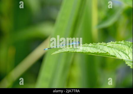 Eine männliche azurblaue Damselfliege (Coenagrion puella), die auf einem grünen Blatt sitzt. Stockfoto