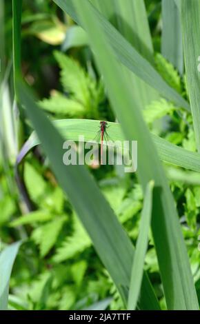 Eine männliche große rote Damselfliege (Pyrrhosoma nymphula), die auf einem Schilf sitzt. Stockfoto