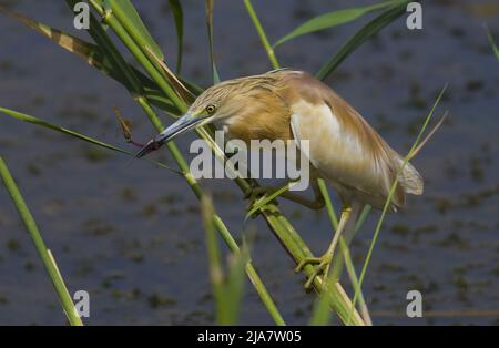 Der Squacco Reiher (Ardeola ralloides) mit Insekt am Schnabel Stockfoto
