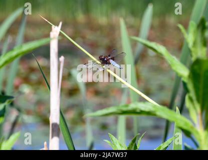 Ein breitkörperiger Chaser (Libellula depressa), der auf einem Schilf sitzt. Der breitkörperige Chaser ist eine echte Libelle der Unterordnung Anisoptera. Stockfoto