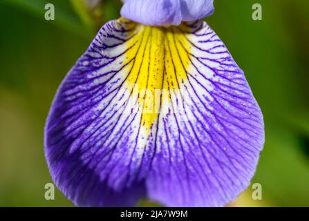Iris mit violetten, weißen und gelben Blütenblättern. Makroaufnahme mit feinen Details des Blütenblattes. Bunte Irisblume in Kent, Großbritannien gesehen. Stockfoto