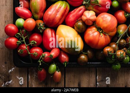 Hausgemachte Tomaten auf einem Backblech. Bunte Auswahl an Tomaten. Stockfoto