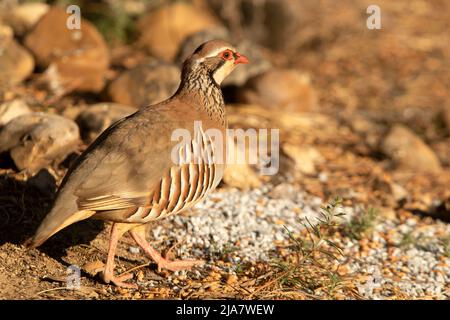 Rotbeinige Rebhuhn Männchen mit dem letzten Licht des Nachmittags eines Frühlingstages an einem natürlichen Wasserpunkt in einem mediterranen Wald Stockfoto