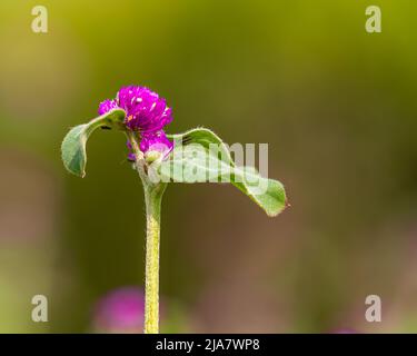 Eine Gomphrena Globosa Blume im Garten Stockfoto