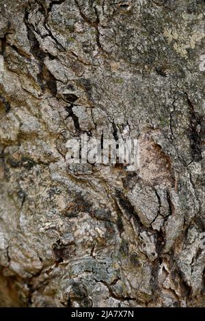 Nahaufnahme der alten braunen Baum weichen Fokus natürlichen grau braunen Hintergrund. Stockfoto