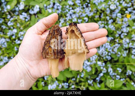 Person, die im Frühjahr im Freien einen essbaren Morchella conica-Wildpilz namens Black Morel hält und zeigt. Ganze und halbe. Stockfoto
