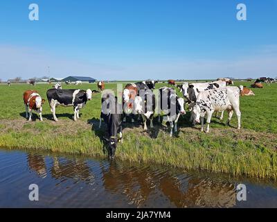 Kühe auf der Wiese in den Niederlanden im Frühjahr Stockfoto