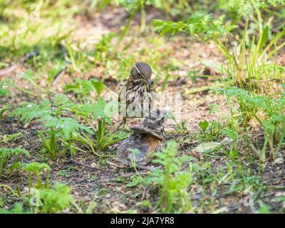 Der Waldvögel Rotflügel, Turdus iliacus, füttert das Küken mit Regenwürmern am Boden. Ein erwachsenes Küken verließ das Nest, aber seine Eltern kümmern sich weiterhin um o Stockfoto