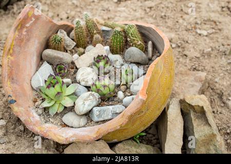 Sukkulente Pflanzen und Kakteen in einem riesigen zerbrochenen Keramiktopf Stockfoto