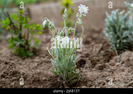 Feldkicherkraut blüht im Frühjahr. Nahaufnahme einer mausohrigen Kerastium-Blume Stockfoto