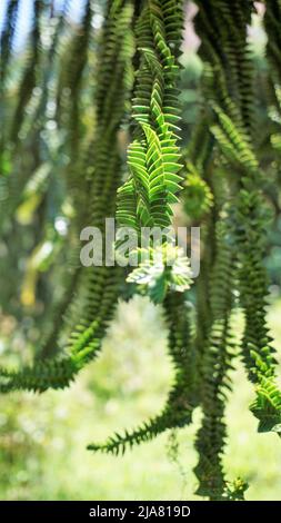 Schöne Blätter von Araucaria araucana auch bekannt als Affe Puzzle-Baum, Araucaria, chilenische Kiefer usw. natürliches Hintergrundbild. Stockfoto