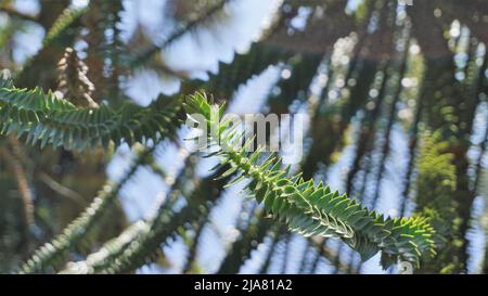 Schöne Blätter von Araucaria araucana auch bekannt als Affe Puzzle-Baum, Araucaria, chilenische Kiefer usw. natürliches Hintergrundbild. Stockfoto