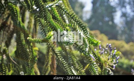 Schöne Blätter von Araucaria araucana auch bekannt als Affe Puzzle-Baum, Araucaria, chilenische Kiefer usw. natürliches Hintergrundbild. Stockfoto