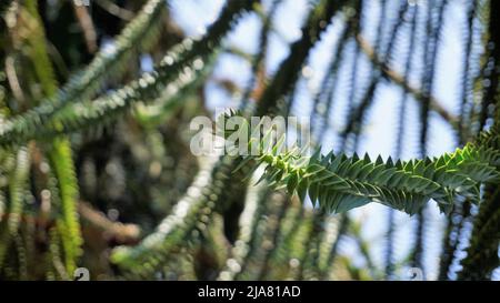 Schöne Blätter von Araucaria araucana auch bekannt als Affe Puzzle-Baum, Araucaria, chilenische Kiefer usw. natürliches Hintergrundbild. Stockfoto