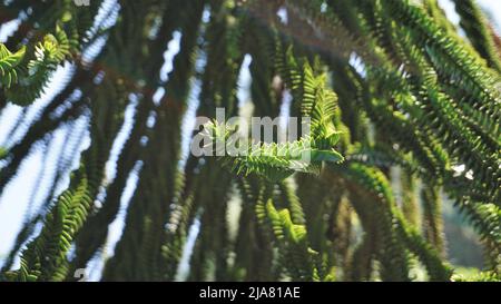 Schöne Blätter von Araucaria araucana auch bekannt als Affe Puzzle-Baum, Araucaria, chilenische Kiefer usw. natürliches Hintergrundbild. Stockfoto