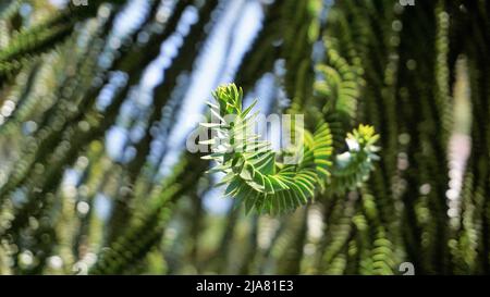 Schöne Blätter von Araucaria araucana auch bekannt als Affe Puzzle-Baum, Araucaria, chilenische Kiefer usw. natürliches Hintergrundbild. Stockfoto