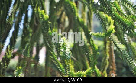 Schöne Blätter von Araucaria araucana auch bekannt als Affe Puzzle-Baum, Araucaria, chilenische Kiefer usw. natürliches Hintergrundbild. Stockfoto