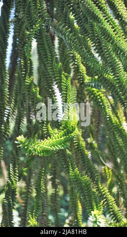 Schöne Blätter von Araucaria araucana auch bekannt als Affe Puzzle-Baum, Araucaria, chilenische Kiefer usw. natürliches Hintergrundbild. Stockfoto