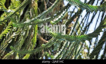 Schöne Blätter von Araucaria araucana auch bekannt als Affe Puzzle-Baum, Araucaria, chilenische Kiefer usw. natürliches Hintergrundbild. Stockfoto