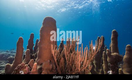 Seascape mit verschiedenen Fischen, Pillar Coral und Schwamm im Korallenriff der Karibik, Curacao Stockfoto