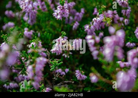 Haarige Blütenbiene / Honigbiene (Anthophora plumipes), die sich am Scotch Heater (Calluna Vulgaris) ernährt Stockfoto