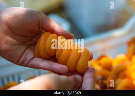 Herstellung von getrockneten Aprikosen. Frau hält Aprikosen an den Händen. Traditionelle hausgemachte Trockenobstproduktion in Malatya Türkei. Stockfoto