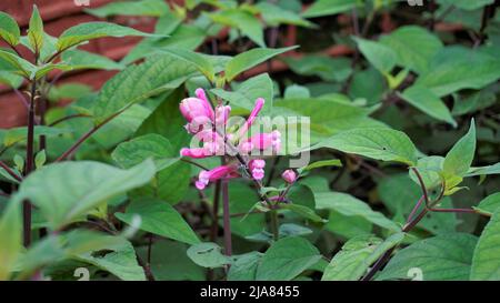 Schöne Blume mit Knospen von Salvia involucrata, auch bekannt als rosiger Blattsalbei. Entdeckt in ooty Regierung botanischen Gärten, Indien Stockfoto