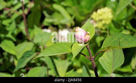 Schöne Blume mit Knospen von Salvia involucrata, auch bekannt als rosiger Blattsalbei. Entdeckt in ooty Regierung botanischen Gärten, Indien Stockfoto