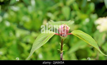 Schöne Blume mit Knospen von Salvia involucrata, auch bekannt als rosiger Blattsalbei. Entdeckt in ooty Regierung botanischen Gärten, Indien Stockfoto