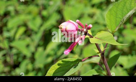 Schöne Blume mit Knospen von Salvia involucrata, auch bekannt als rosiger Blattsalbei. Entdeckt in ooty Regierung botanischen Gärten, Indien Stockfoto