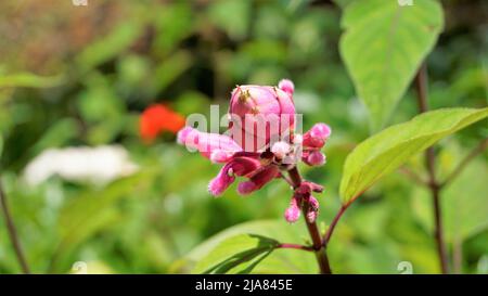 Schöne Blume mit Knospen von Salvia involucrata, auch bekannt als rosiger Blattsalbei. Entdeckt in ooty Regierung botanischen Gärten, Indien Stockfoto