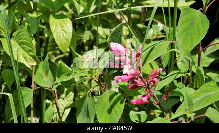 Schöne Blume mit Knospen von Salvia involucrata, auch bekannt als rosiger Blattsalbei. Entdeckt in ooty Regierung botanischen Gärten, Indien Stockfoto