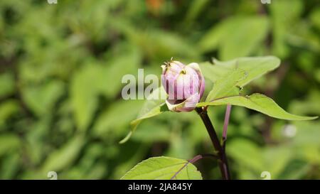 Schöne Blume mit Knospen von Salvia involucrata, auch bekannt als rosiger Blattsalbei. Entdeckt in ooty Regierung botanischen Gärten, Indien Stockfoto