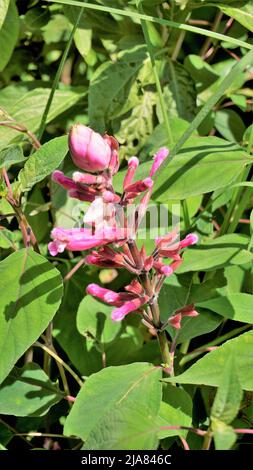 Schöne Blume mit Knospen von Salvia involucrata, auch bekannt als rosiger Blattsalbei. Entdeckt in ooty Regierung botanischen Gärten, Indien Stockfoto