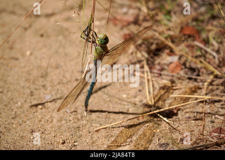 Die Sonne scheint auf der großen afrikanischen Libelle, die sich auf dem Grasstamm in Bodennähe befindet, Nahaufnahme Stockfoto