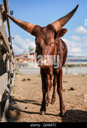 Brauner Stier mit breiten großen Hörnern, der an sonnigen Tagen in der Nähe des Farmzauns steht, Nahaufnahme Stockfoto